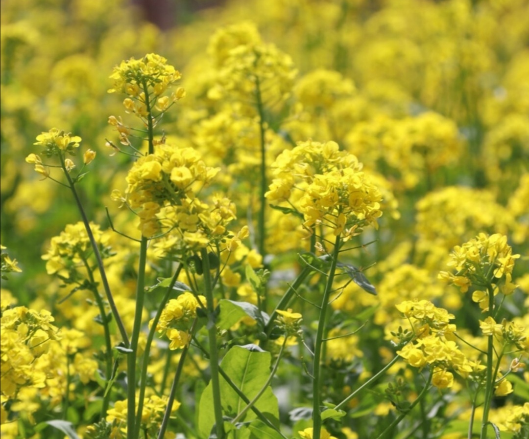 三月里,正是油菜花烂漫的黄金季节.